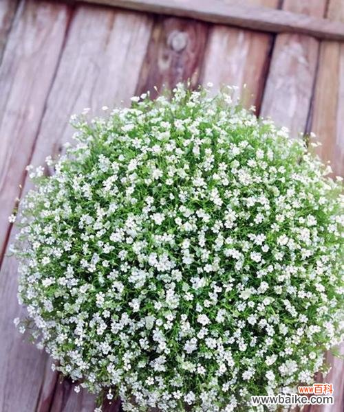 探寻满天星的浪漫与美丽 满天星的象征和意义