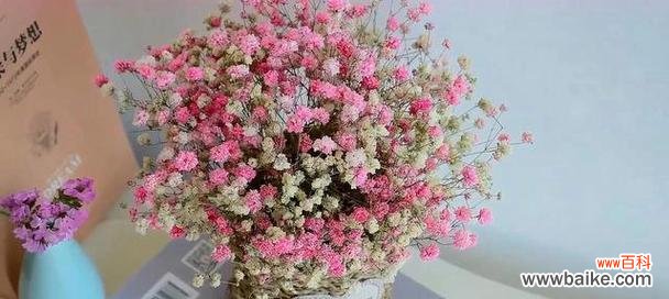 探寻满天星的浪漫与美丽 满天星的象征和意义