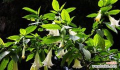 解读曼陀罗花语 曼陀罗花的美丽与寓意