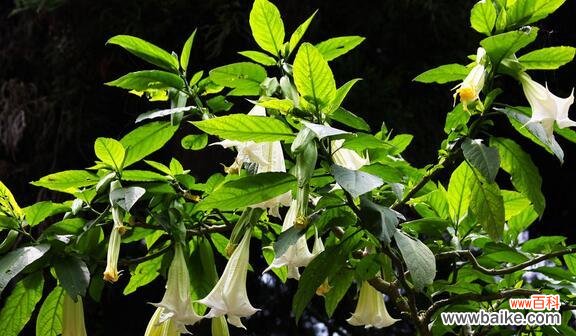 解读曼陀罗花语 曼陀罗花的美丽与寓意