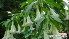 揭开曼陀罗花的寓意与故事 曼陀罗花