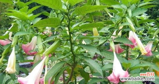 探索曼陀罗花的神秘魅力与传说 曼陀罗花花语传说