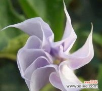 解开曼陀罗的花语谜团 曼陀罗的真正花语——守护与祝福