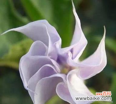 解开曼陀罗的花语谜团 曼陀罗的真正花语——守护与祝福