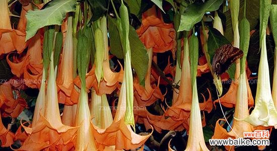 解开曼陀罗的花语谜团 曼陀罗的真正花语——守护与祝福