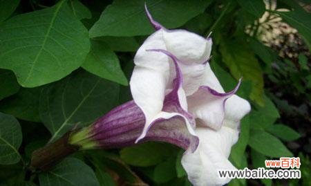 解开曼陀罗的花语谜团 曼陀罗的真正花语——守护与祝福