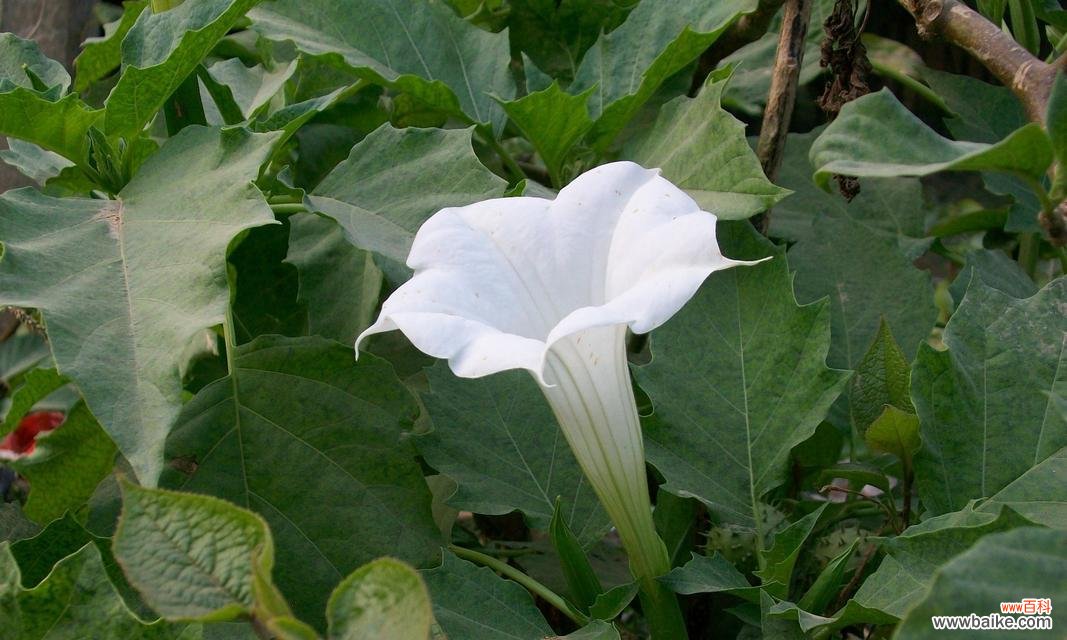 揭开曼陀罗花的神秘面纱 曼陀罗花的传说与花语