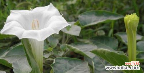 探索曼陀罗花的花语 曼陀罗花