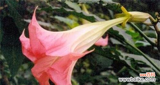 探寻曼陀罗花的深意与意象 曼陀罗花花语之美与神秘