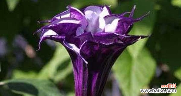 探寻曼陀罗花的深意与意象 曼陀罗花花语之美与神秘