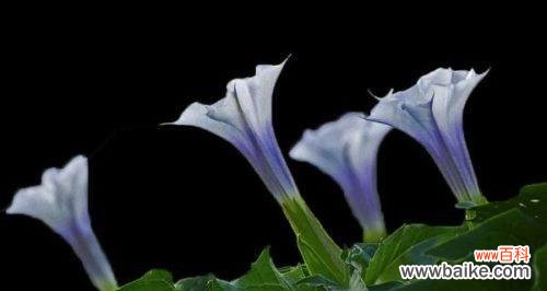 探寻曼陀罗花的深意与意象 曼陀罗花花语之美与神秘