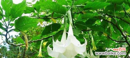 探寻曼陀罗花的花语与精神内涵 曼陀罗花的花语及其深刻的象征意义