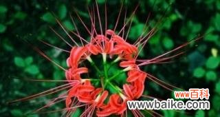 探寻曼陀罗花的花语与精神内涵 曼陀罗花的花语及其深刻的象征意义