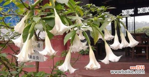 探索曼陀罗花的神秘内涵与象征意义 曼陀罗花的花语和寓意