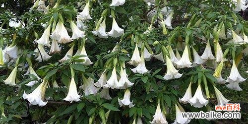 探索曼陀罗花的神秘内涵与象征意义 曼陀罗花的花语和寓意