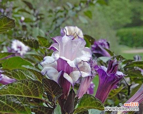 探索曼陀罗花的神秘内涵与象征意义 曼陀罗花的花语和寓意