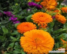 桔黄色花送人有何寓意？