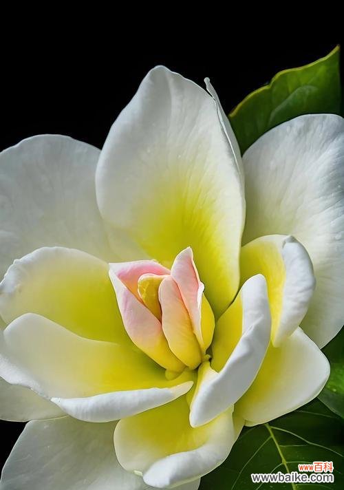 哪种花表示白色纯洁？白色纯洁的花卉寓意是什么？