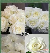 纯白色花的寓意是什么？它们在花语中通常代表什么？