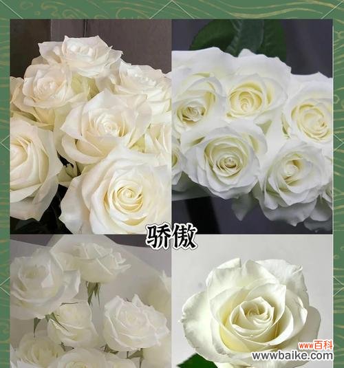 纯白色花的寓意是什么？它们在花语中通常代表什么？