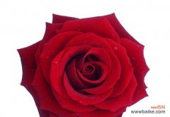 红色玫瑰花送给同事的寓意是什么？职场送花的礼仪有哪些？