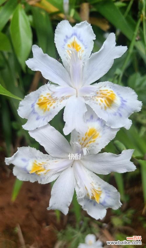 象征爱情的花是什么花？如何表达爱意？