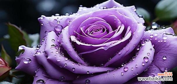 象征爱情的花是什么花？如何表达爱意？