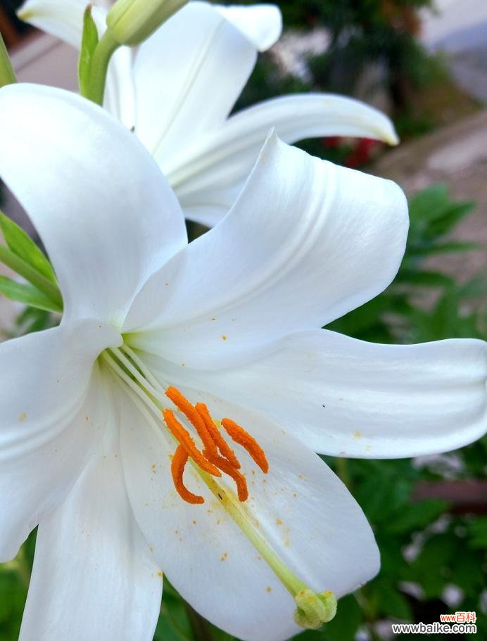 象征爱情的花是什么花？如何表达爱意？