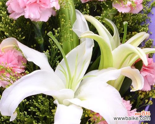 哪种花寓意母亲的爱情?送什么花给母亲表达爱意?