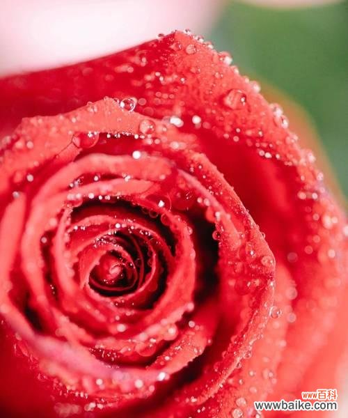 哪种花寓意母亲的爱情?送什么花给母亲表达爱意?