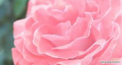 寓意感情幸福的花有哪些？