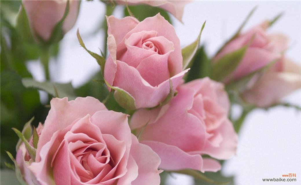 两百朵粉色玫瑰花意味着什么?粉色玫瑰花数量的特殊含义?