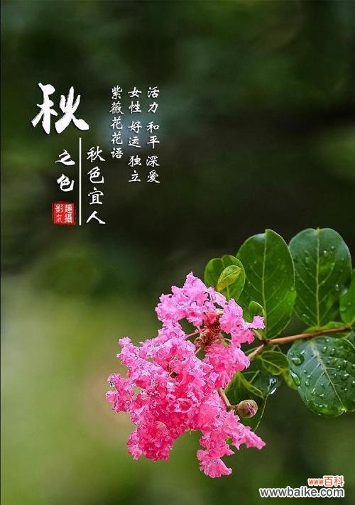 哪些花寓意好运?花语大全中好运的花有哪些?