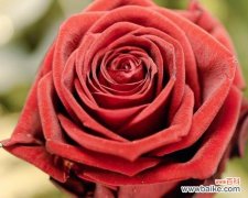 什么花象征爱情？象征爱情的名贵花有哪些？