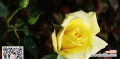 探寻黄玫瑰的深意 黄玫瑰的含义与象征