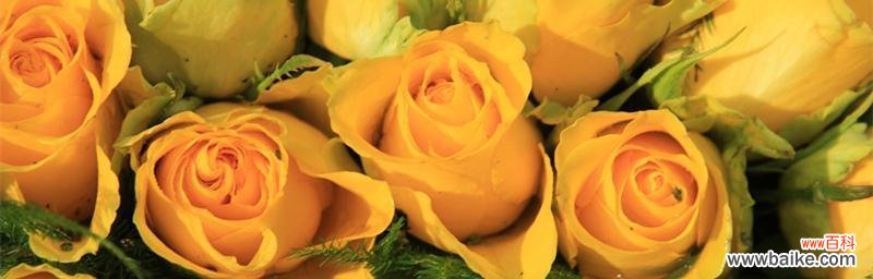 探寻黄玫瑰的深层含义 一朵黄玫瑰的象征意义