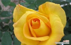 探寻黄玫瑰的深层含义 一朵黄玫瑰的象征意义