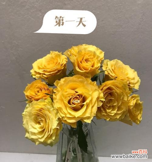 探索黄玫瑰的花语 黄玫瑰的寓意与象征意义