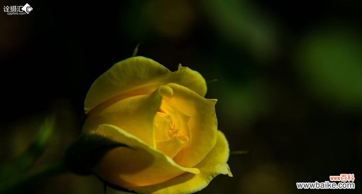 探索黄玫瑰的花语 黄玫瑰的寓意与象征意义