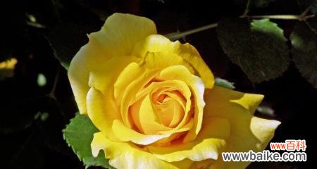 探讨黄玫瑰作为象征的含义和背后的故事 黄玫瑰的象征意义——追寻阳光的花语