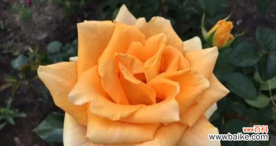 美丽花海中的黄金明珠 黄玫瑰花语与寓意——幸福与友谊的象征