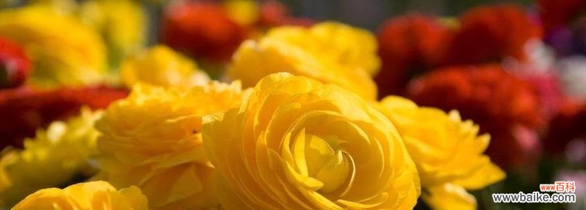 美丽花海中的黄金明珠 黄玫瑰花语与寓意——幸福与友谊的象征