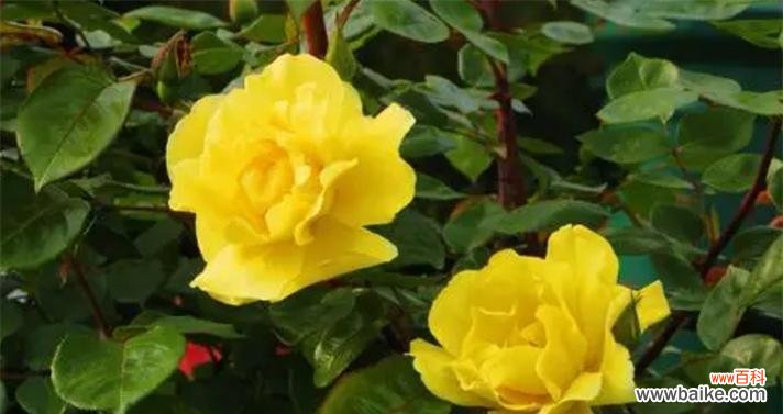黄玫瑰的含义和象征 一朵黄玫瑰的花语