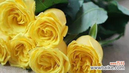 传递温暖与友谊的鲜花 黄玫瑰花的寓意与象征意义