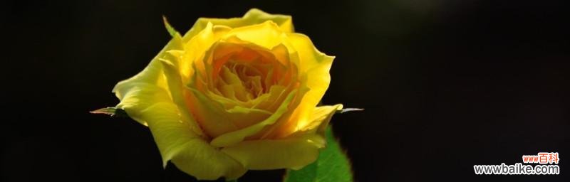 探索黄玫瑰背后的含义和象征意义 黄玫瑰的花语与象征