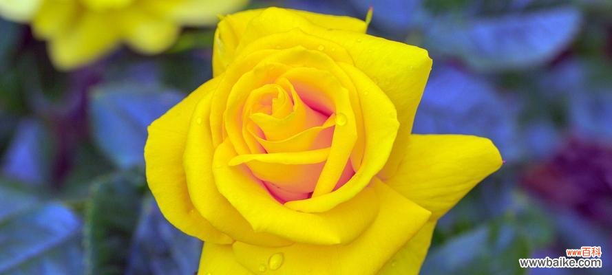 温暖心灵的黄玫瑰花语 黄玫瑰花语