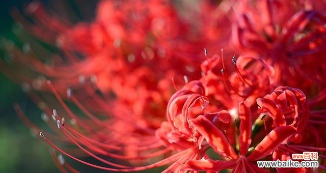 揭开曼陀罗华的灵性面纱 曼陀罗华的神秘与象征