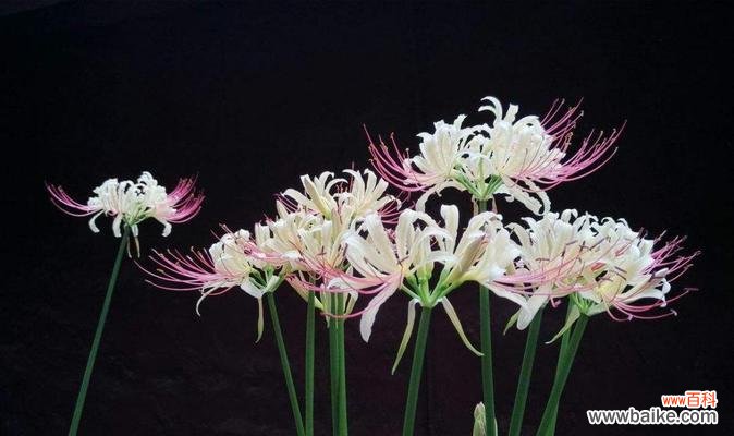 探索曼陀罗华的深层花语与美学价值 曼陀罗华之意境与情感