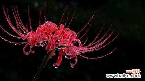 探索曼陀罗华的深层花语与美学价值 曼陀罗华之意境与情感