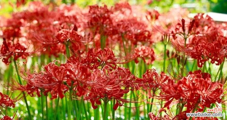 曼珠沙华 曼珠沙华花语